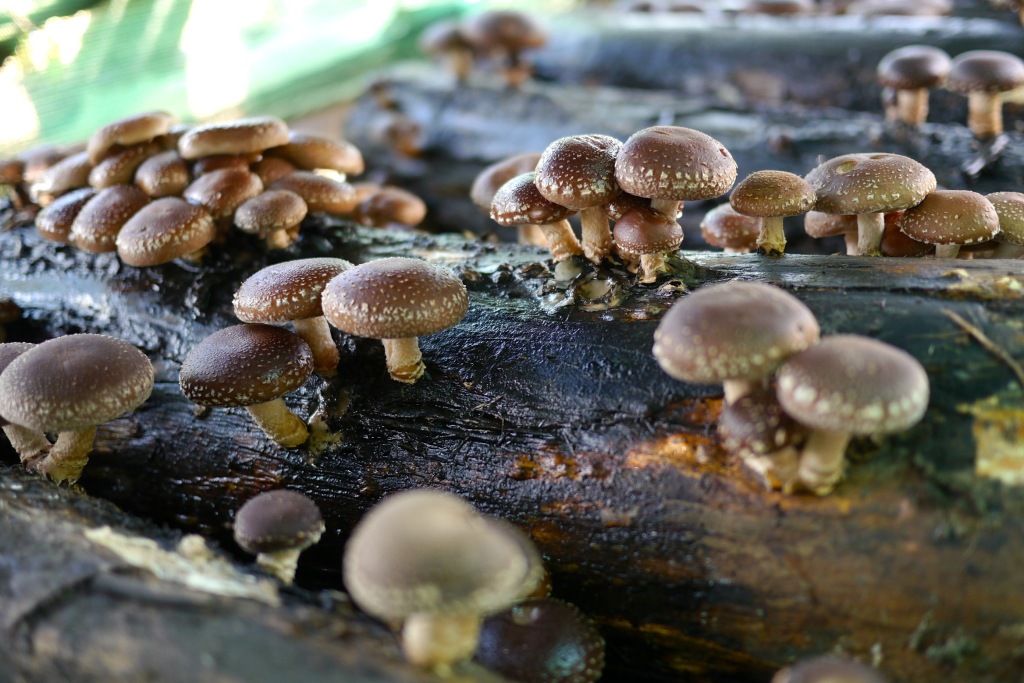 کپسول نواکسا ای اچ سی سی پروفشنال عبیدی